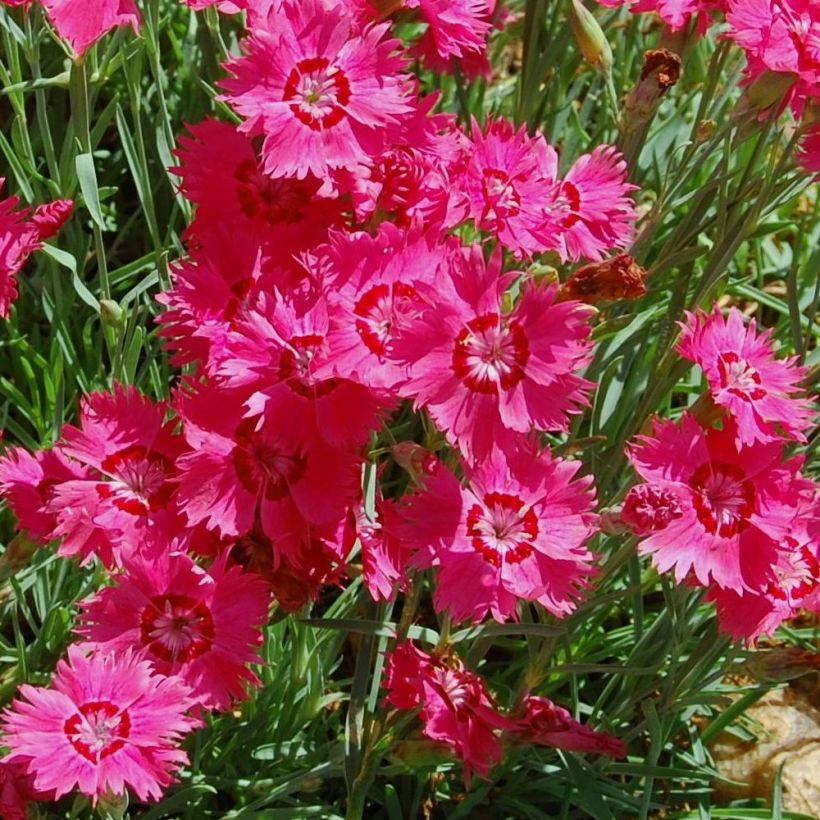 Dianthus deltoides Brillant - Garofanino minore (Fioritura)