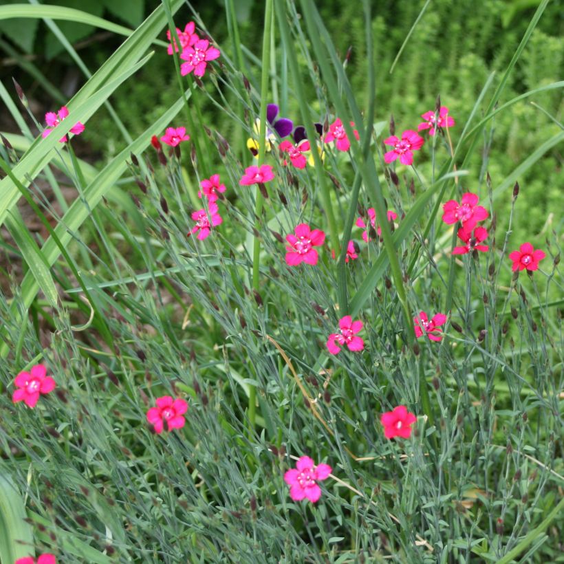 Dianthus deltoides Brillant - Garofanino minore (Porto)