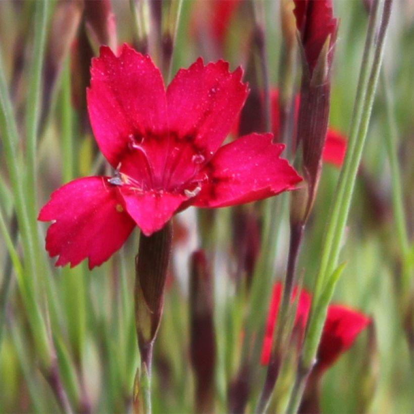 Dianthus deltoides Flashing Light - Garofanino minore (Fioritura)