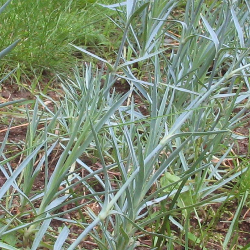 Dianthus gratianopolitanus Badenia - Garofano di Grenoble (Fogliame)