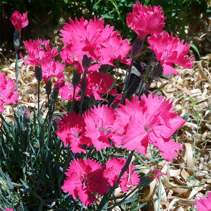 Dianthus gratianopolitanus Badenia - Garofano di Grenoble (Fioritura)