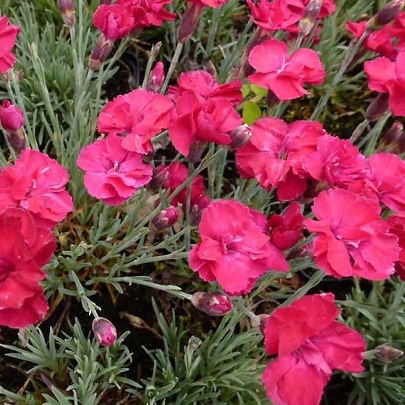 Dianthus gratianopolitanus Bombardier - Garofano di Grenoble (Fogliame)