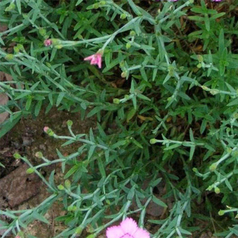 Dianthus gratianopolitanus Eydangeri - Garofano di Grenoble (Fogliame)