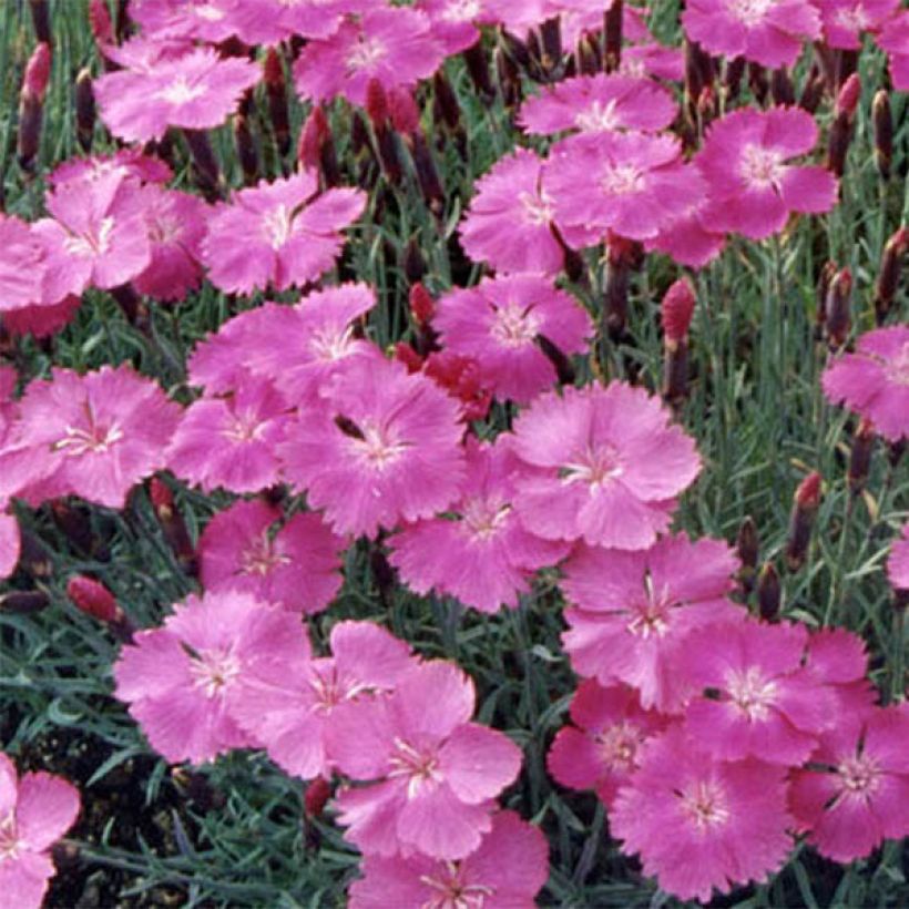 Dianthus gratianopolitanus Eydangeri - Garofano di Grenoble (Fioritura)