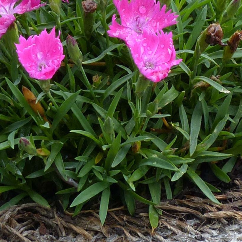 Dianthus gratianopolitanus Kahori - Garofano di Grenoble (Fogliame)