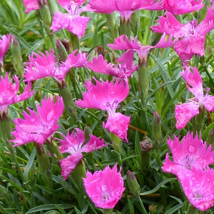 Dianthus gratianopolitanus Kahori - Garofano di Grenoble (Fioritura)