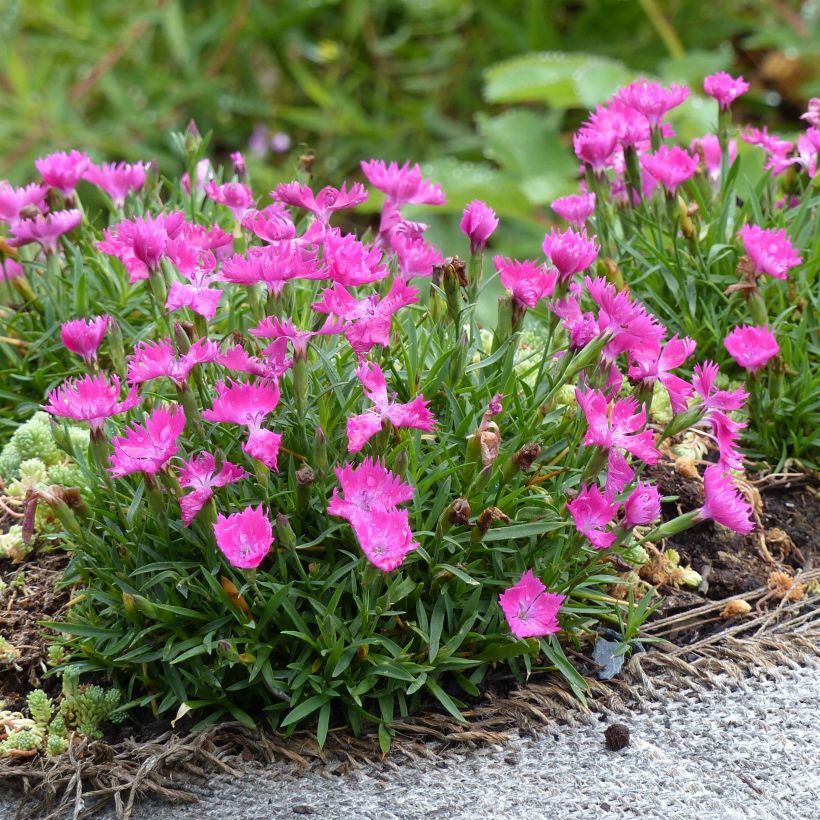 Dianthus gratianopolitanus Kahori - Garofano di Grenoble (Porto)