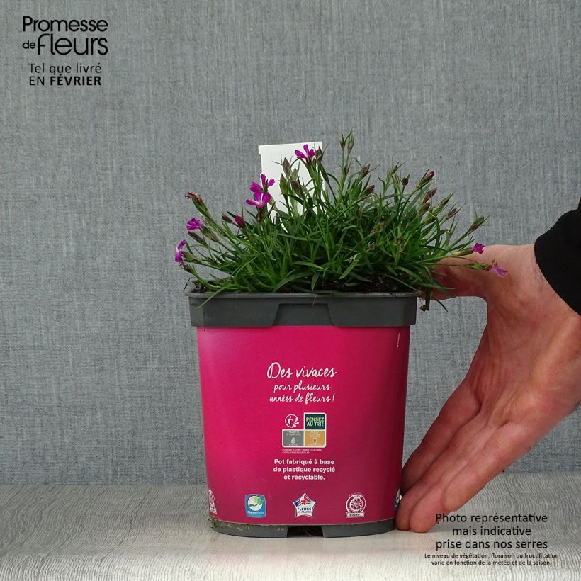 Dianthus gratianopolitanus Kahori - Œillet de pentecôte en pot de 2 litres esemplare consegnato in inverno