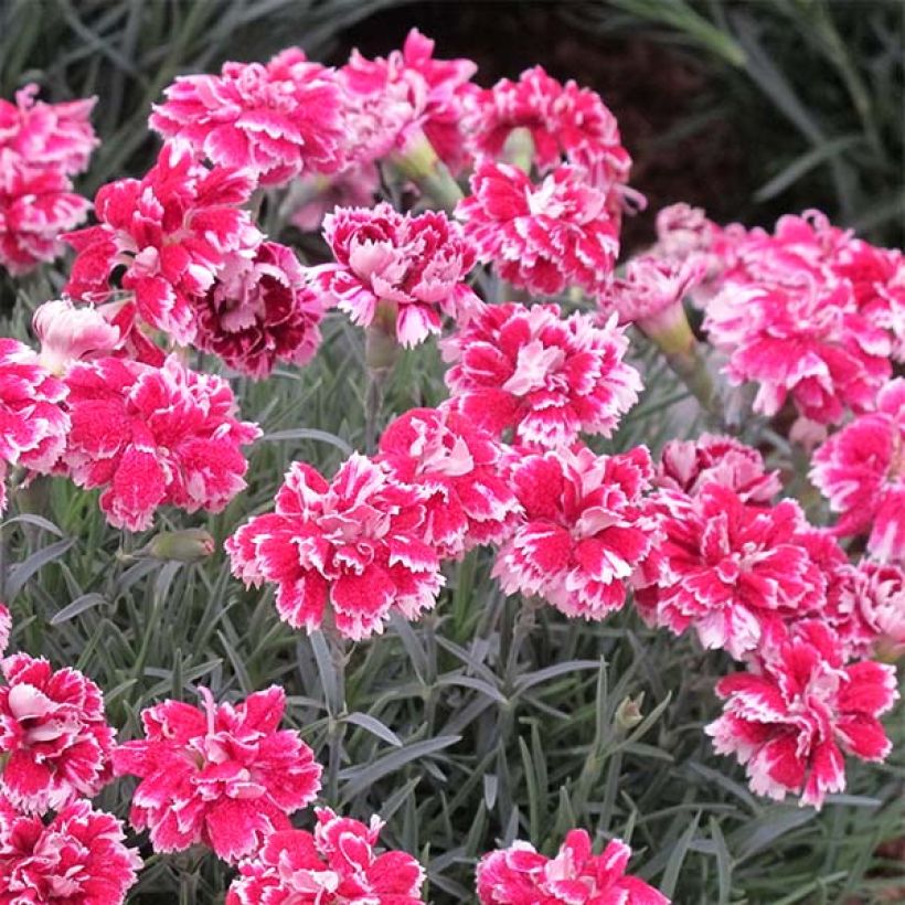 Dianthus gratianopolitanus Whatfield Gem - Garofano di Grenoble (Fioritura)