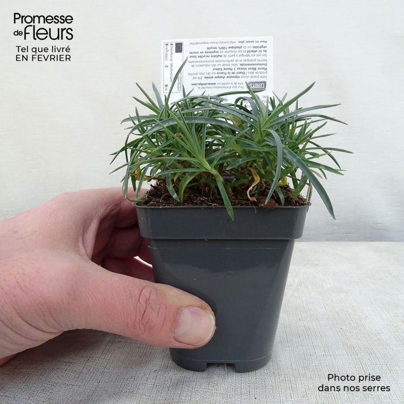 Dianthus gratianopolitanus Whatfield Gem - Oeillet de Grenoble Godet de 8 cm esemplare consegnato in inverno