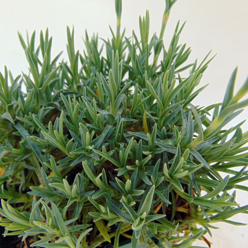 Dianthus gratianopolitanus Whatfield Gem - Garofano di Grenoble (Fogliame)