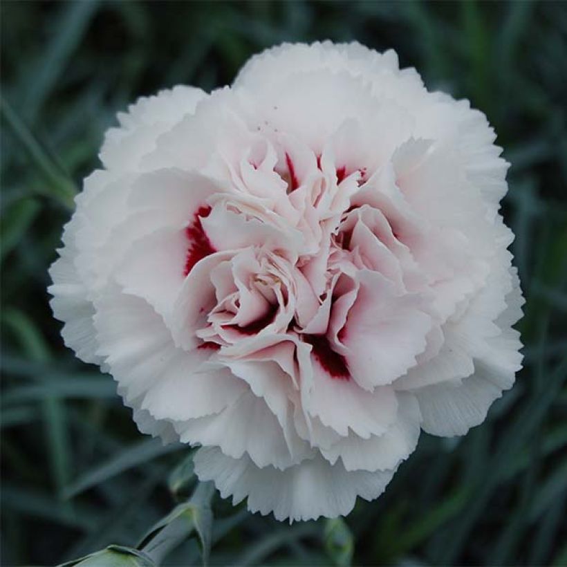 Dianthus plumarius Cranmere Pool - Garofano strisciante (Fioritura)