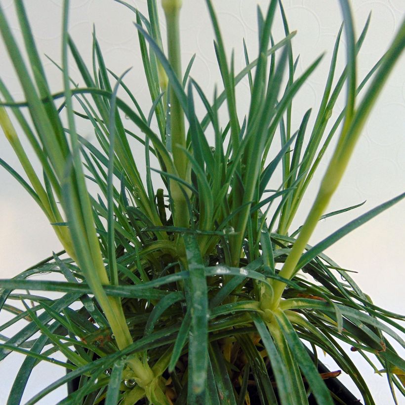 Dianthus plumarius Cranmere Pool - Garofano strisciante (Fogliame)