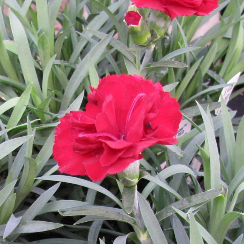 Dianthus plumarius Desmond - Garofano strisciante (Fioritura)