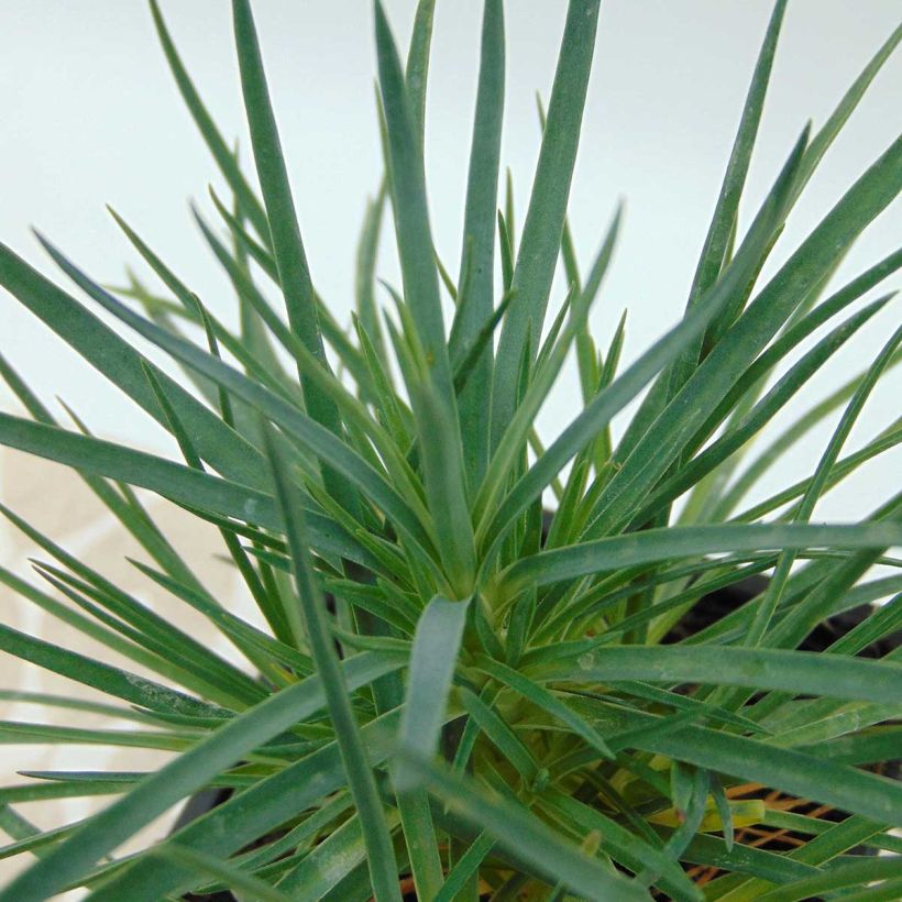 Dianthus plumarius Desmond - Garofano strisciante (Fogliame)