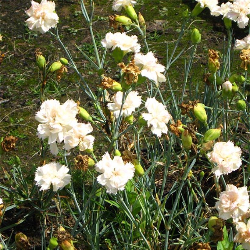 Dianthus plumarius Devon Cream - Garofano strisciante (Fioritura)