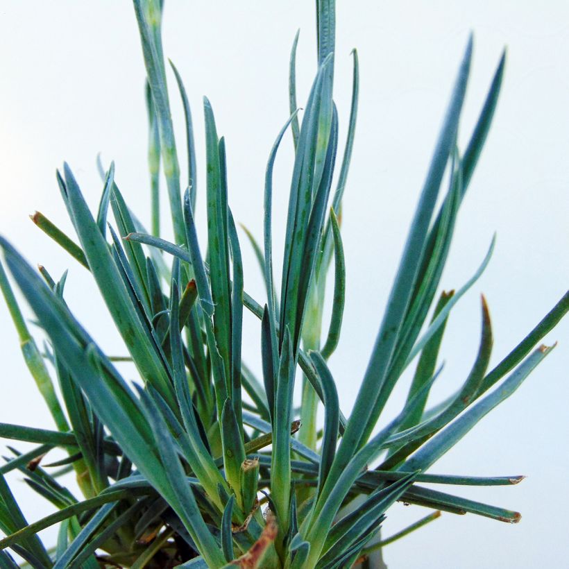 Dianthus plumarius Devon Cream - Garofano strisciante (Fogliame)