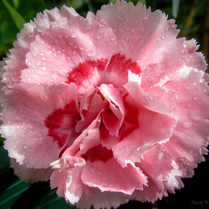 Dianthus plumarius Doris - Garofano strisciante (Fioritura)