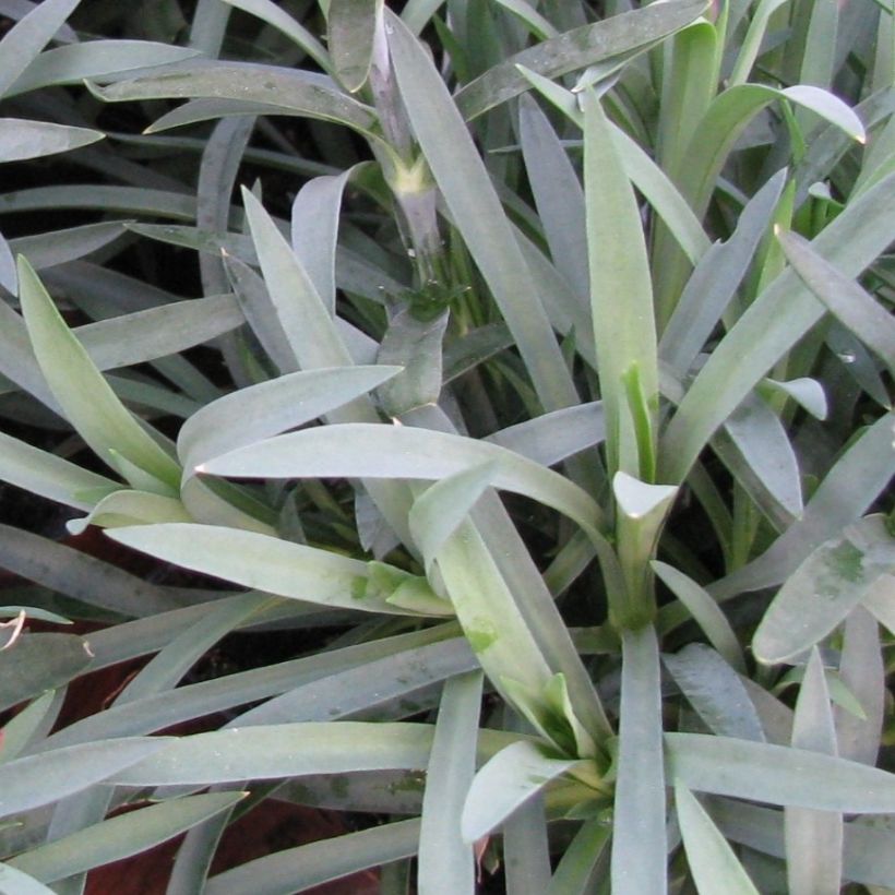 Dianthus plumarius Flore Pleno Albus - Garofano strisciante (Fogliame)