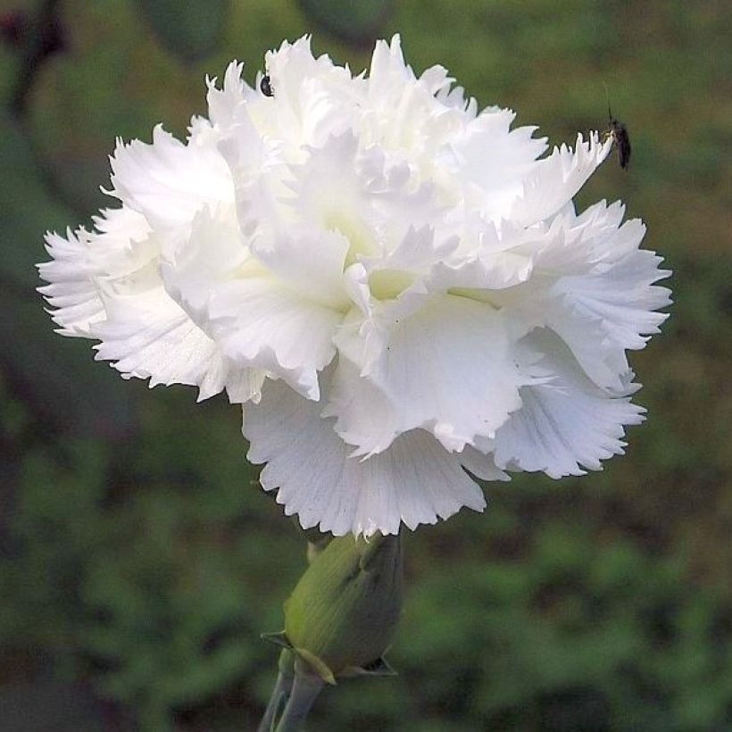 Dianthus plumarius Flore Pleno Albus - Garofano strisciante (Fioritura)