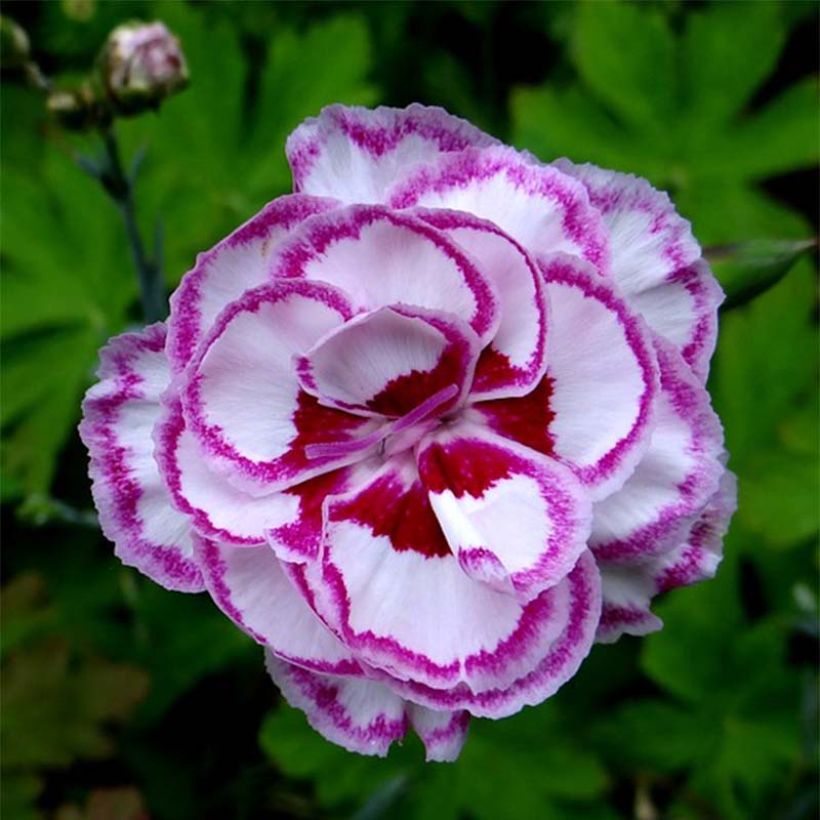 Dianthus plumarius Gran's Favourite - Garofano strisciante (Fioritura)