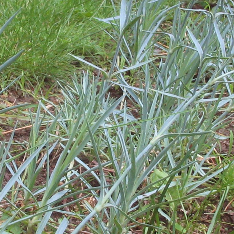 Dianthus plumarius Haytor White - Garofano strisciante (Fogliame)