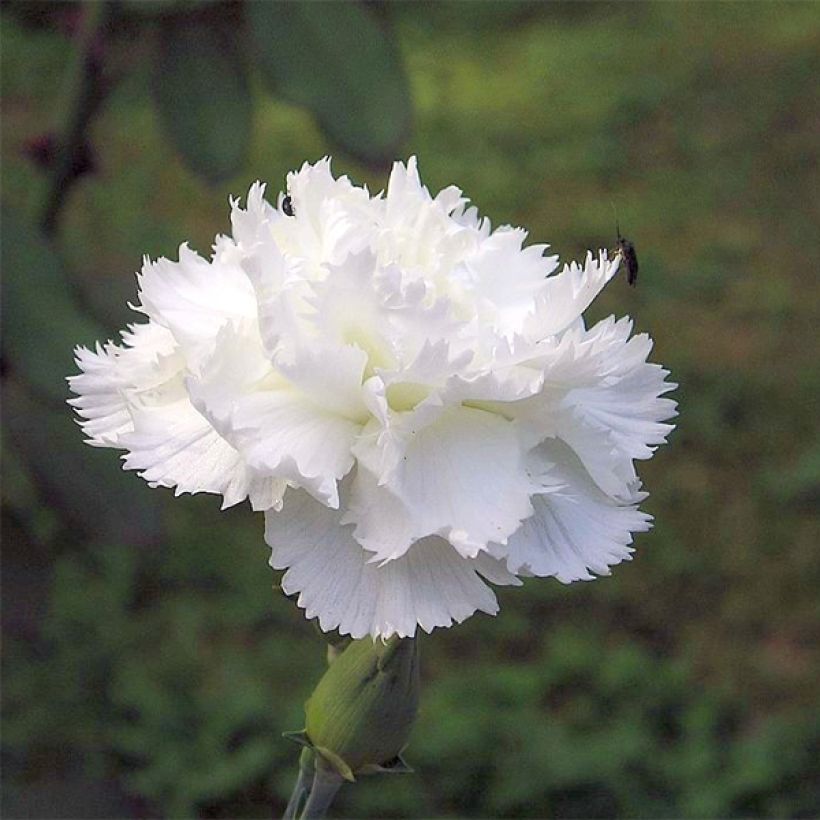 Dianthus plumarius Haytor White - Garofano strisciante (Fioritura)