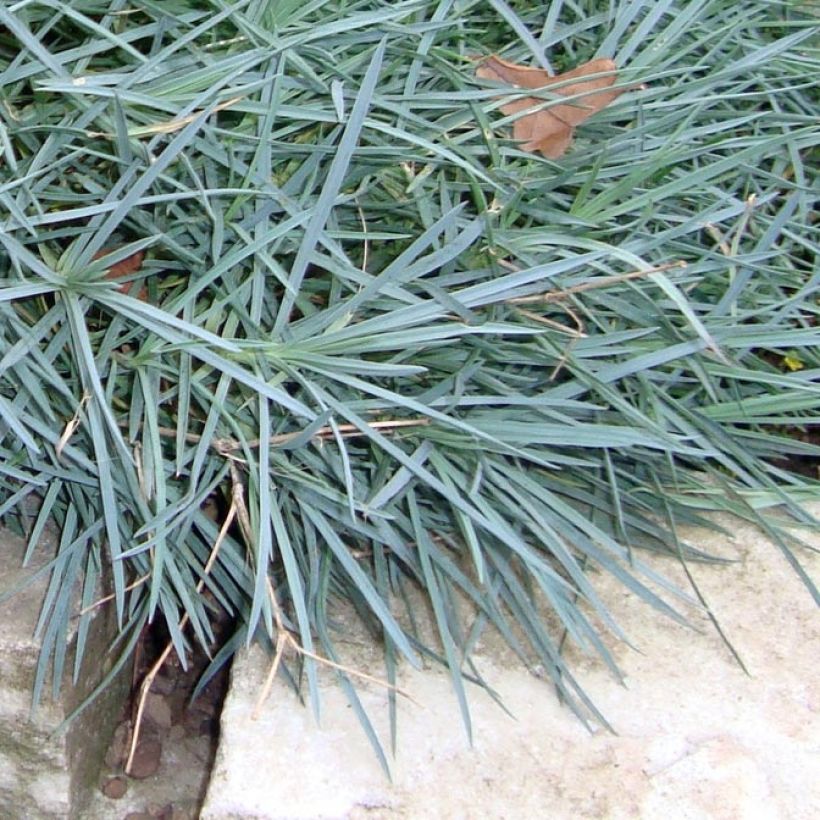 Dianthus plumarius Heidi - Garofano strisciante (Fogliame)