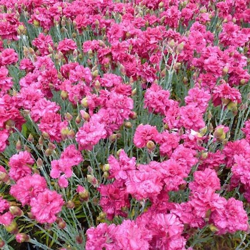 Dianthus plumarius Heidi - Garofano strisciante (Fioritura)