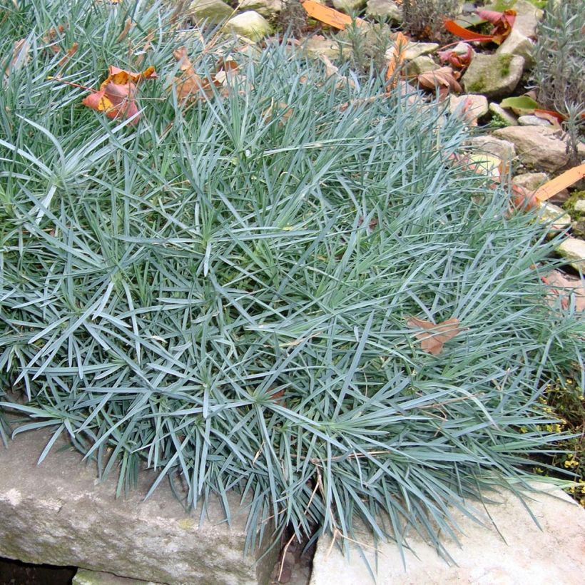 Dianthus plumarius Heidi - Garofano strisciante (Porto)