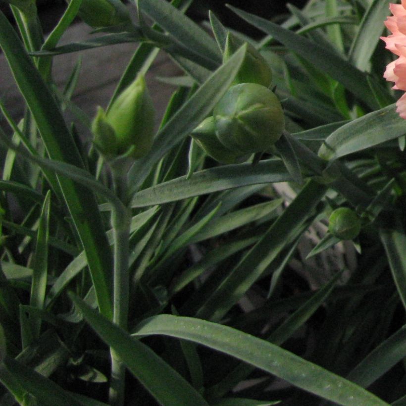 Dianthus plumarius Helen - Garofano strisciante (Fogliame)