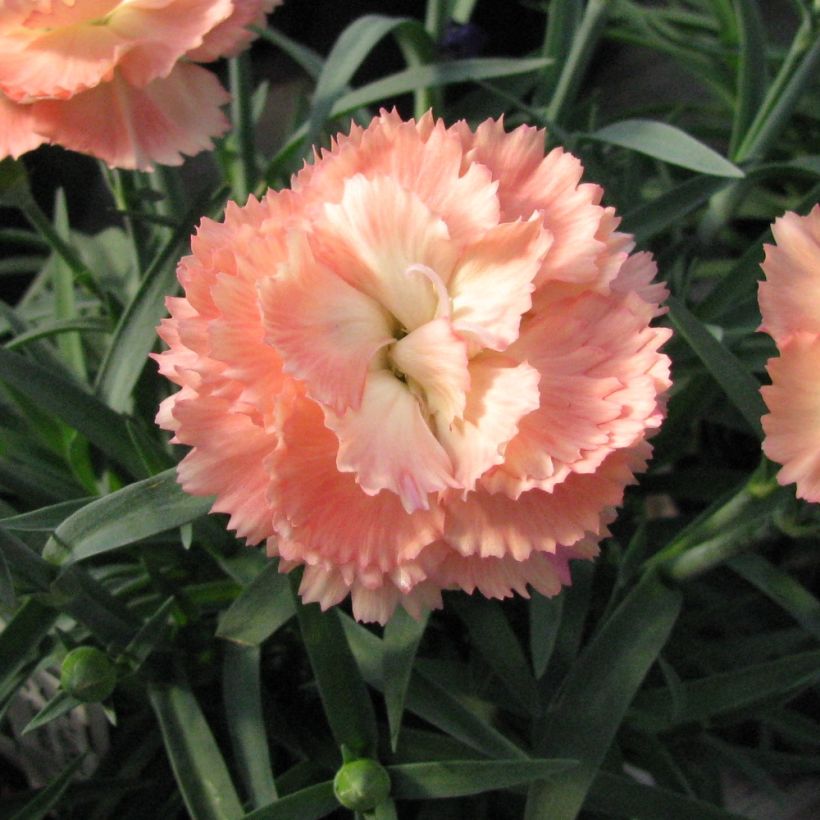 Dianthus plumarius Helen - Garofano strisciante (Fioritura)