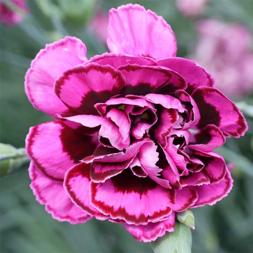 Dianthus plumarius Laced Monarch - Garofano strisciante (Fioritura)