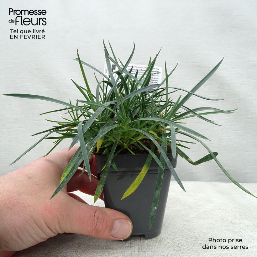 Dianthus plumarius Laced Monarch - Oeillet mignardise Godet de 8/9 cm esemplare consegnato in inverno