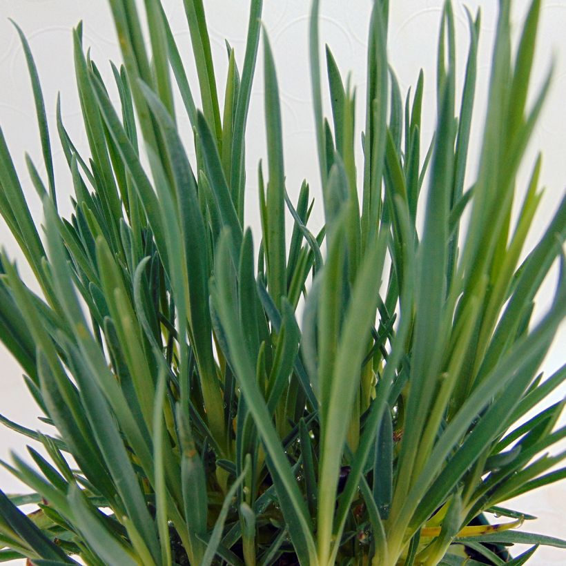 Dianthus plumarius Laced Monarch - Garofano strisciante (Fogliame)