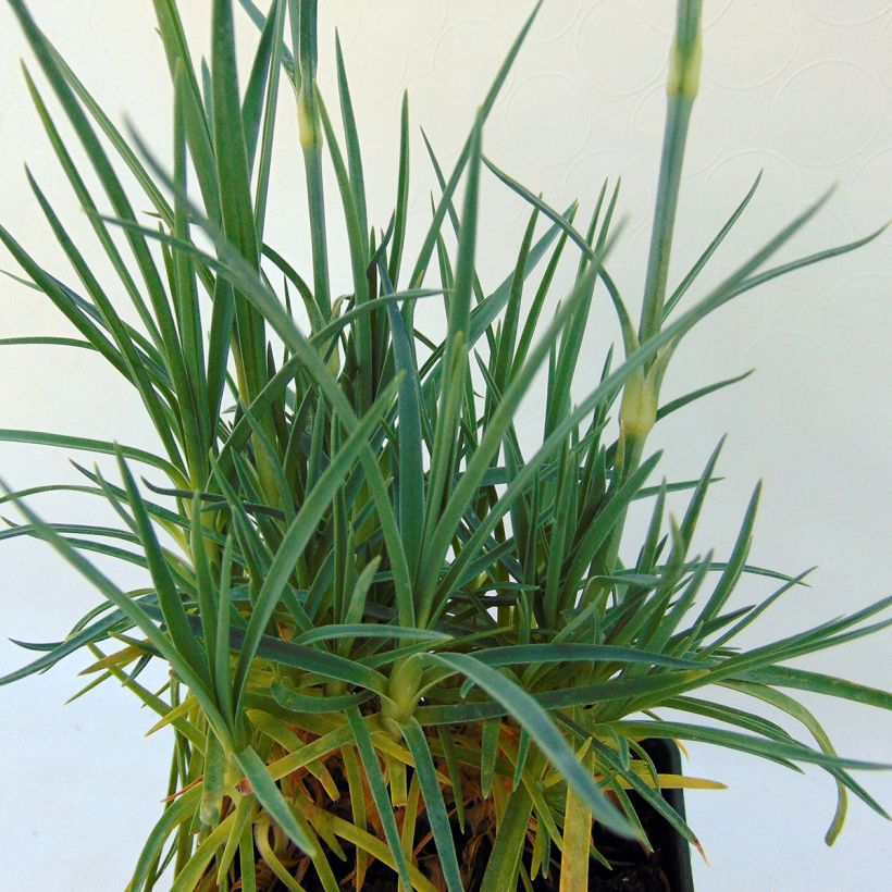 Dianthus plumarius Letitia Wyatt - Garofano strisciante (Fogliame)