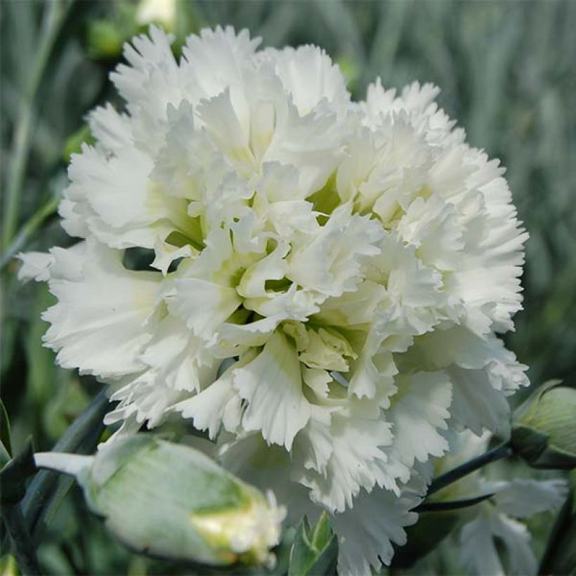 Dianthus plumarius Mrs Sinkins - Garofano strisciante (Fioritura)