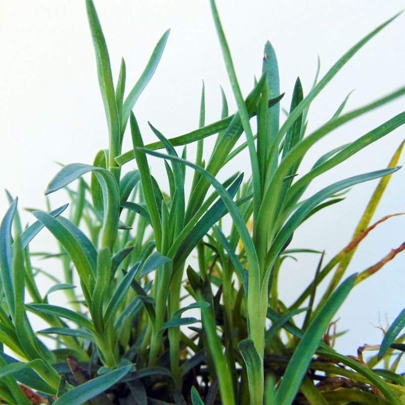 Dianthus plumarius Mrs Sinkins - Garofano strisciante (Fogliame)