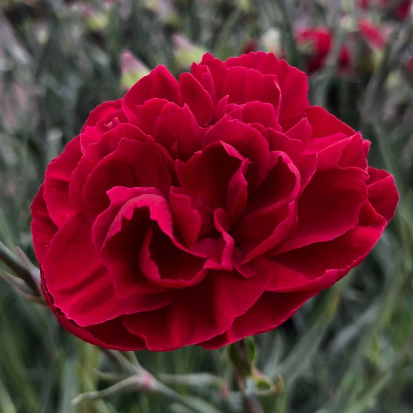 Dianthus plumarius Passion Hot Red - Garofano strisciante (Fioritura)