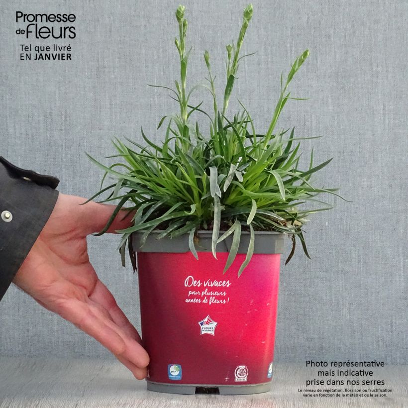 Dianthus plumarius Passion Hot Red - Œillet mignardise en pot de 2/3 litres esemplare consegnato in inverno