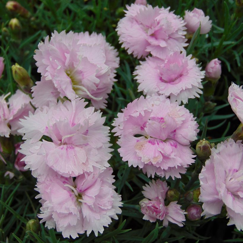 Dianthus plumarius Pike's Pink - Garofano strisciante (Fioritura)