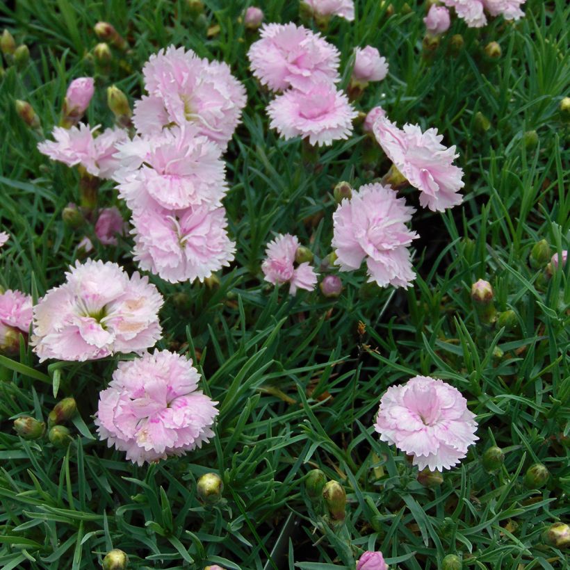 Dianthus plumarius Pike's Pink - Garofano strisciante (Porto)