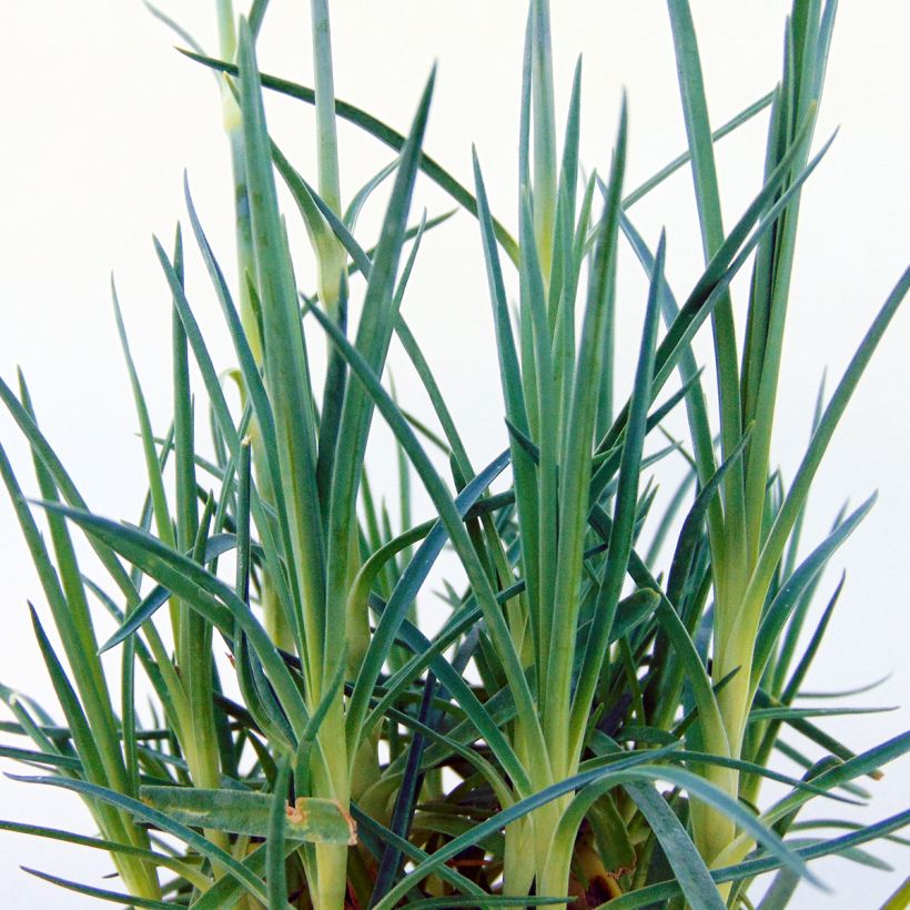 Dianthus plumarius Pretty Flamingo - Garofano strisciante (Fogliame)