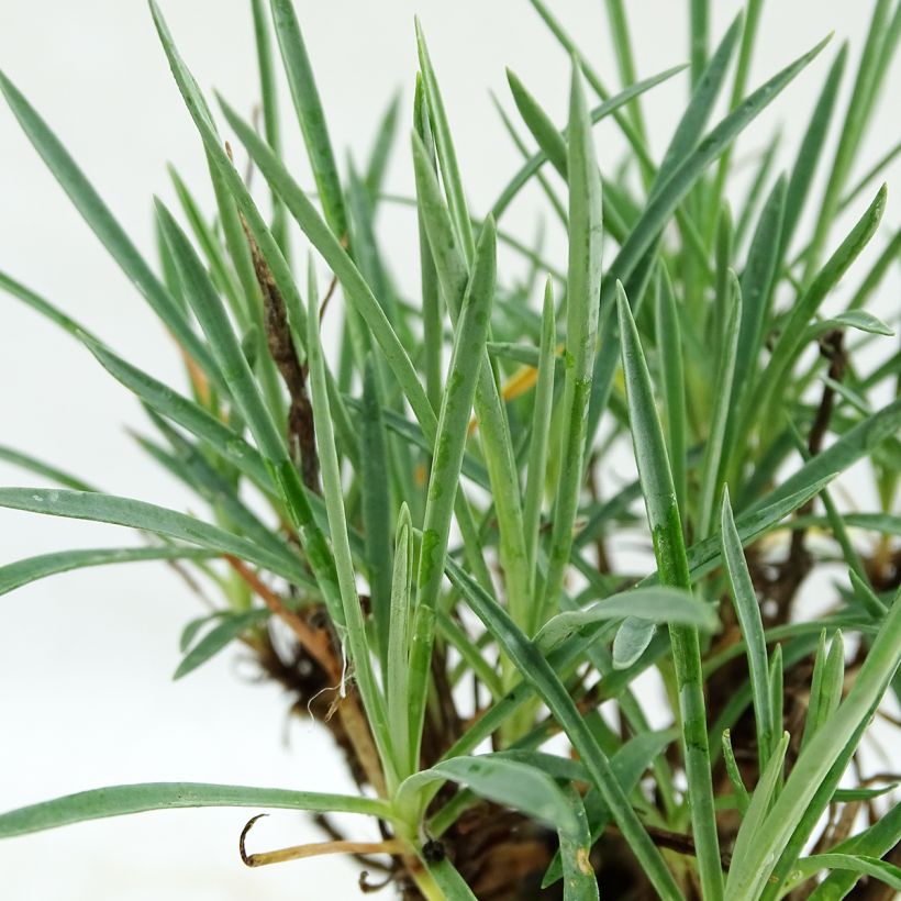 Dianthus plumarius Scent First Coconut Sundae - Garofano strisciante (Fogliame)