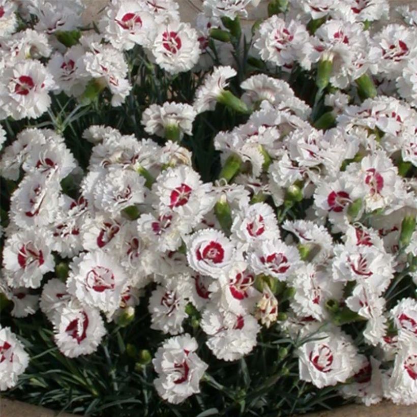 Dianthus plumarius Scent First Coconut Sundae - Garofano strisciante (Fioritura)