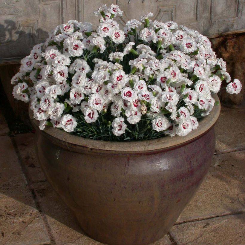 Dianthus plumarius Scent First Coconut Sundae - Garofano strisciante (Porto)