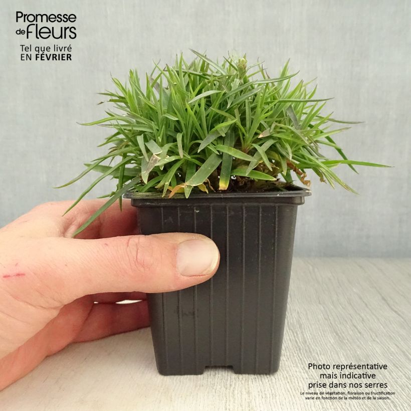 Dianthus plumarius Scent First Coconut Sundae - Oeillet mignardise Godet de 8 cm esemplare consegnato in inverno