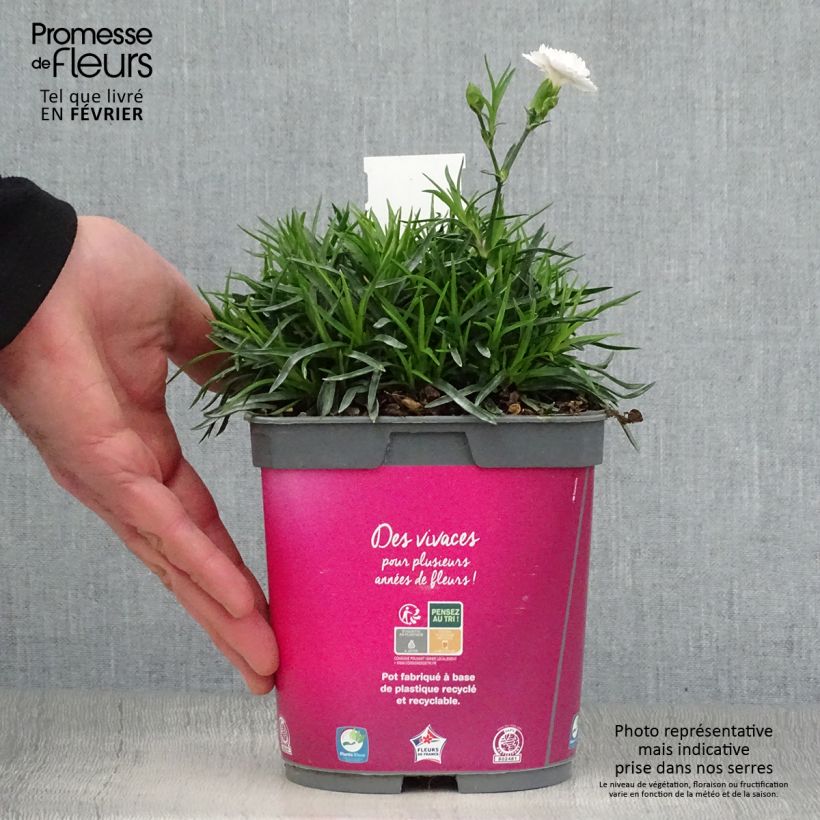 Dianthus plumarius Scent First Raspberry Sundae - Oeillet mignardise en pot de 2 litres esemplare consegnato in inverno