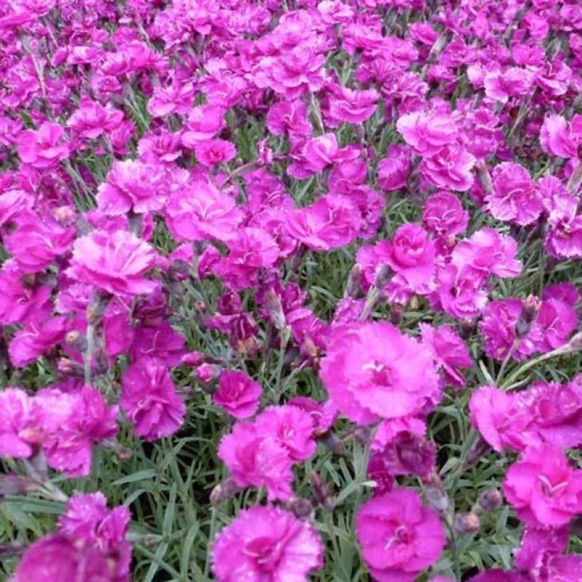 Dianthus plumarius Warden Hybrid - Garofano strisciante (Fioritura)