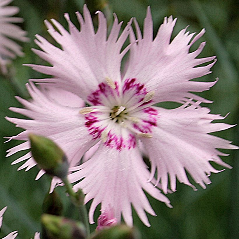 Dianthus spiculifolius - Garofano (Fioritura)